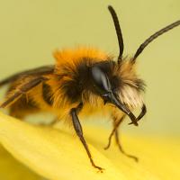 Tawny Mining Bee Male 5 